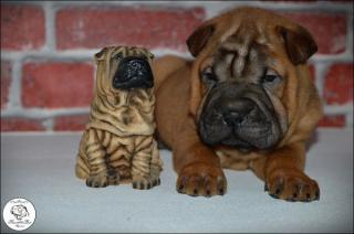 Vrh Shar Pei