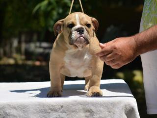 Fantastické vrhy ANGLICKÝCH BULLDOGŮ