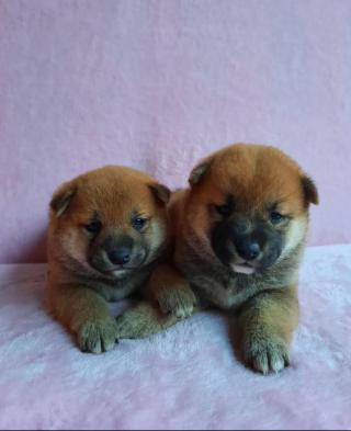 Štěňata Shiba Inu