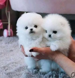 KC pomeranian baby připraveny k rezervaci