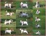 Super vypadající štěňata Jack Russell Terrier