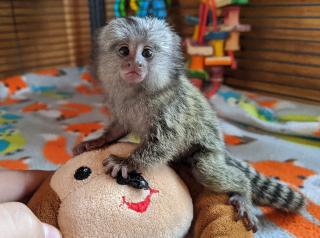 Zdravé dítě opice marmoset k dispozici