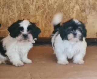 Shih Tzu