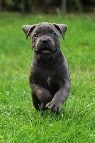 Cane corso modrá štěňata