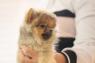 Miniaturní špic - pomeranian 