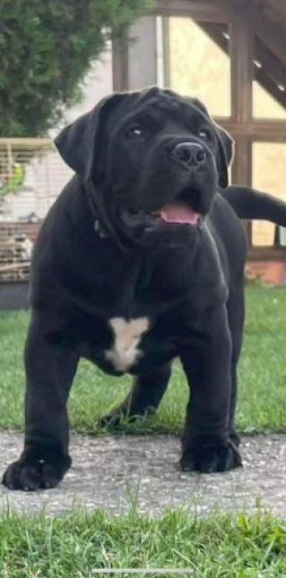 Jihoafrický mastif Boerboel štěňata