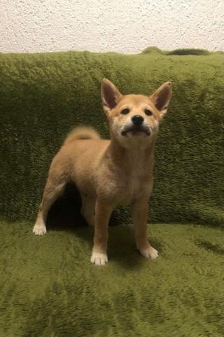 Shiba Inu štěňata