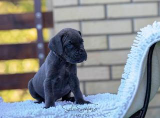 Cane corso 