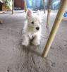 Westie teriér