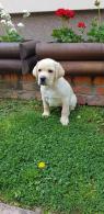 Špičkový vrh labradorského retrívra 