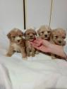 Maltipoo štěňata 