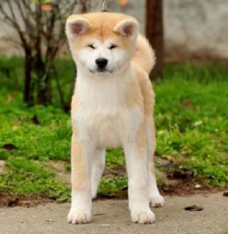 Akita Inu 