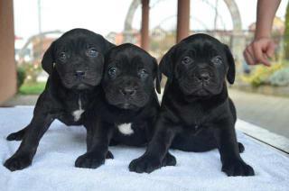 Štěňata Cane Corso