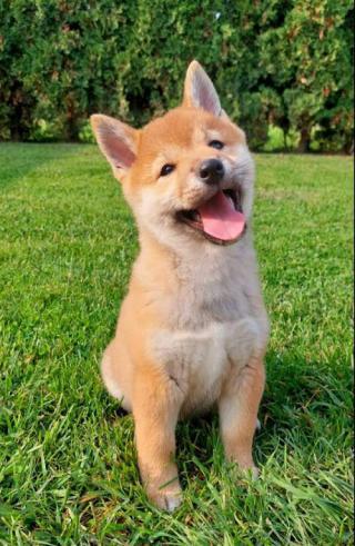 Štěňata Shiba Inu