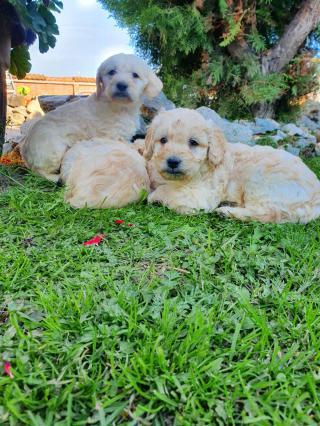 Goldendoodle štěňata na prodej