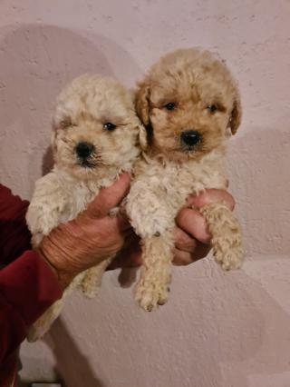 Labradoodle štěňata