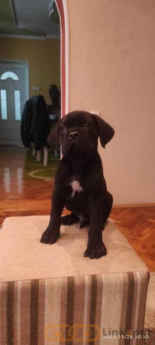 Cane Corso puppies