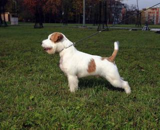 Jack Russell teriér 