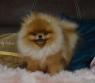 Pomeranians - typ medvídka