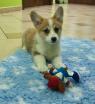 Welsh Corgi