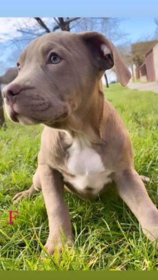 Štěňata Pitbull Lilac