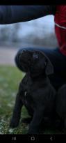 Cane Corso štěňata