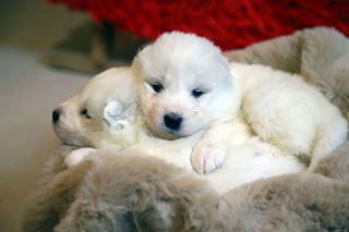 Samojed štěňata na prodej