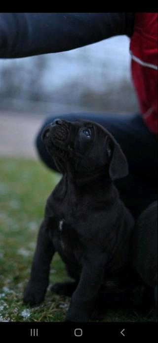 Cane Corso štěňata