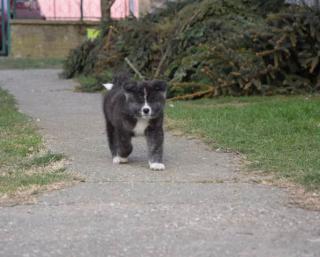 Akita inu, štěňata