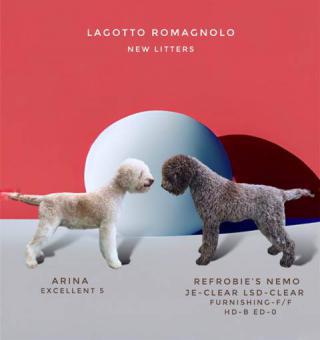 Štěňata Lagotto Romagnolo