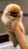 Pomeranian BOO plyšoví medvídci