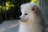 Samojed fenka na prodej
