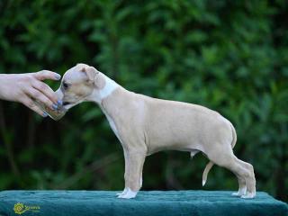 Plemeno vipet, štěňata