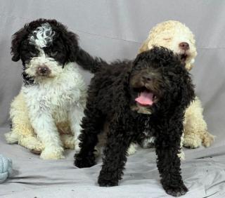 Lagotto Romagnolo KRÁSNÁ štěňátka