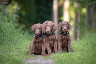 Chesapeake bay retriever s PP(jako hnědý labrador)