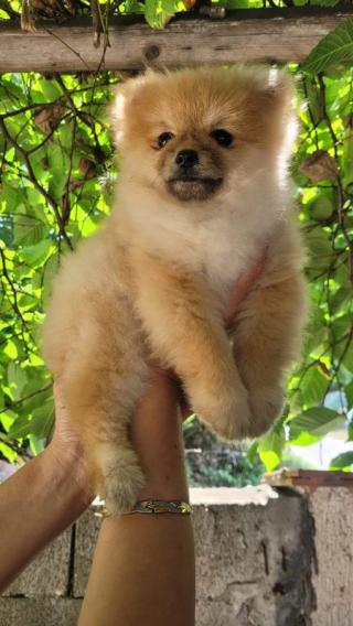 Medvídci Pomeranian BOO, štěňata Pomeranian Spitz