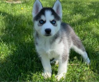 Sibiřský husky štěňata na prodej