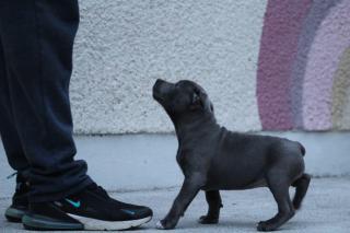 Stafordširský bulteriér na prodej