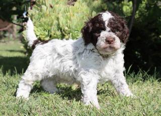 Štěňata Lagotto Romagnolo