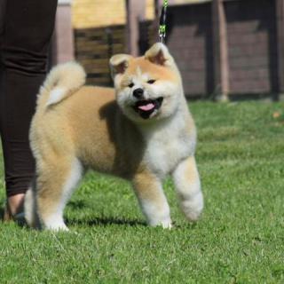 Japonská akita, štěně pejska