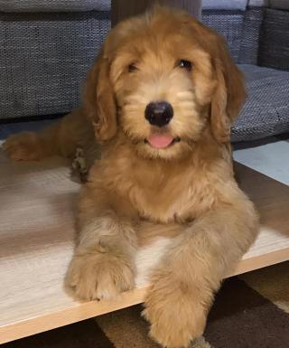 Goldendoodle 