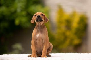 Rhodesian Ridgeback - štěňata s PP - odběr ihned