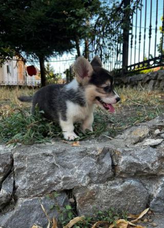 Velšský Corgi Pembroke štěňata na prodej