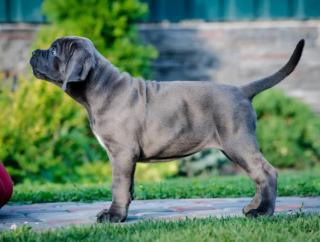 Cane Corso štěňata DOPORUČENÍ