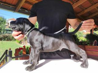 Cane Corso