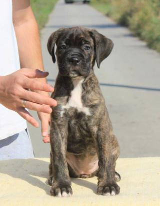 Cane Corso štěňata