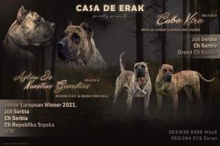 Presa Canario krásná štěňátka