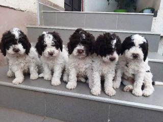 Lagotto Romagnolo, štěňata pejska