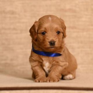 Havanský bišonek samec k dispozici k chovu