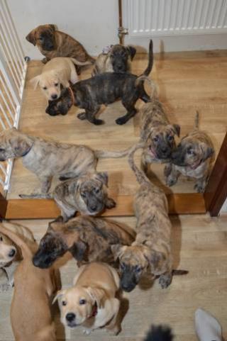 Uruguayský Cimarron - ty nejúžasnější štěňata